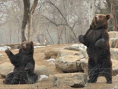 -北京野生动物园