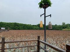 -大湾区中央湿地公园
