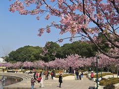 -新江湾城公园