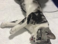 -灵美宠物诊所