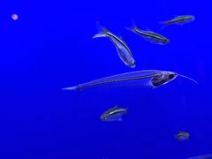 -上海海洋水族馆