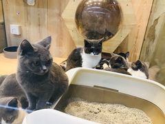 -米卢宠物公园(广华居店)