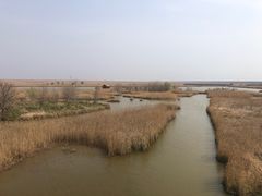 -盐城丹顶鹤湿地生态旅游区