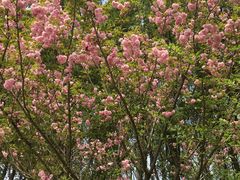 -昆山城市生态森林公园