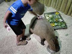-萌宠奇缘