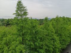 -苏州太湖国家湿地公园
