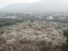 -香雪海