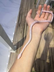 -Moni星球萌宠·小马宝莉·灵蛇·高端高阶全萌宠互动体验俱乐部(红豆国际广场店)