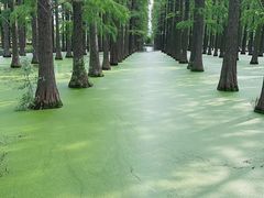 -渌洋湖湿地公园