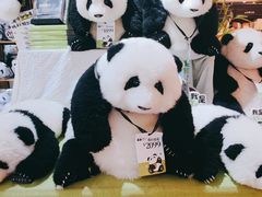 -轩客会(熊猫书店)