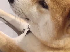 -柴务处·柴犬主题狗咖