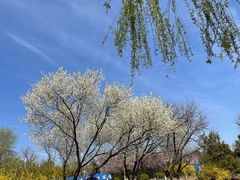 -永定河休闲森林公园