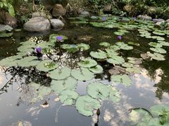 -深圳国际园林花卉博览园