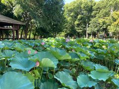 -苏州香山国际大酒店