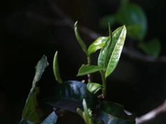 -华祥苑茶馆•国缤茶小蓝罐(普罗旺斯店)