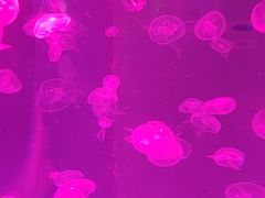 -秦皇岛新澳海底世界