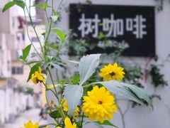 -树咖啡tree coffee