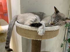 -藏猫猫咖啡主题馆(中央大道店)