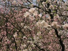 -苏州上方山国家森林公园