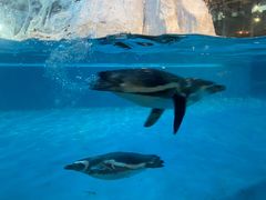 -帝企鹅自助餐厅•儿童岛•真企鹅(长隆企鹅酒店)