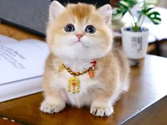 -欣宠猫屋·矮脚拿破仑·蓝金金渐层