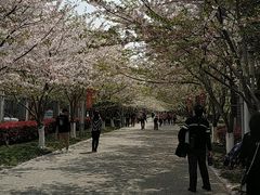 -高东镇樱花园