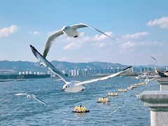 -海埂大坝