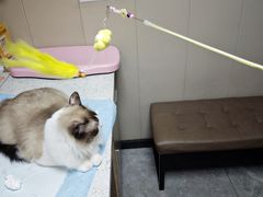 -半岛宠物医院24小时·内窥镜·牙科·碎石中心(府城大道店)