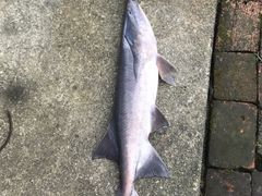 -鸿渡渔庄·特色鸭咀鱼