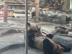 -武汉动物园
