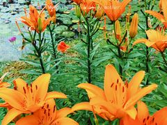 -花开海上生态园