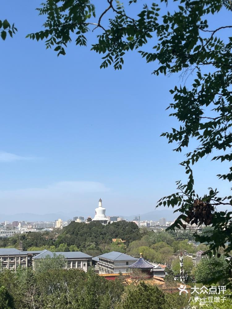 景山公园的牡丹花节
