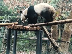 -成都动物园