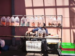 -中环花鸟鱼虫市场