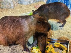 -海合安武汉极地海洋公园