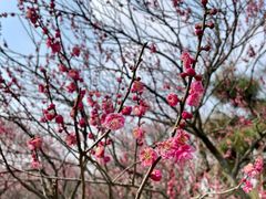 -梅花山(明孝陵内)