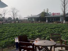 -田园东方蜜桃村的田野营地