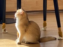 -猫腻·猫咖·撸猫馆(星光大道店)