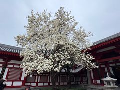-大慈恩寺(大雁塔)