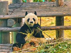 -西霞口神雕山野生动物世界