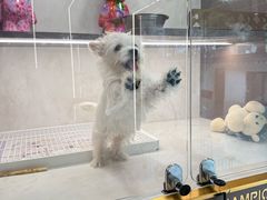 -翊宠yipet猫狗购宠庄园犬舍•猫舍