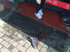 -全乐鱼馆·淳牌有机鱼直营店
