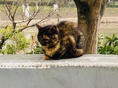 -梅林春晓花园餐厅