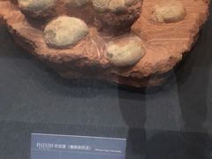 -呼和浩特博物馆