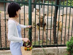 -西霞口神雕山野生动物世界
