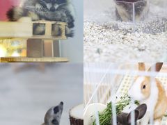 -猪盟咖啡店(玖洲道店)