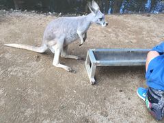 -可伦宾野生动物保护区