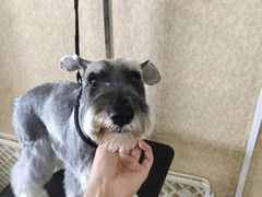 -优缇多格专业宠物美容师培训学校