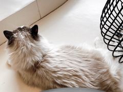 -飞行喵MR PILOT|猫舍·猫咖(静安大融城店)