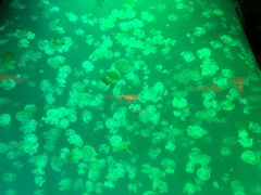 -大明湖海底世界